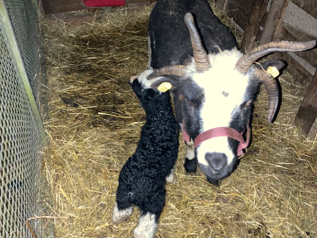 Billede 1 - Jacobs vædder lam