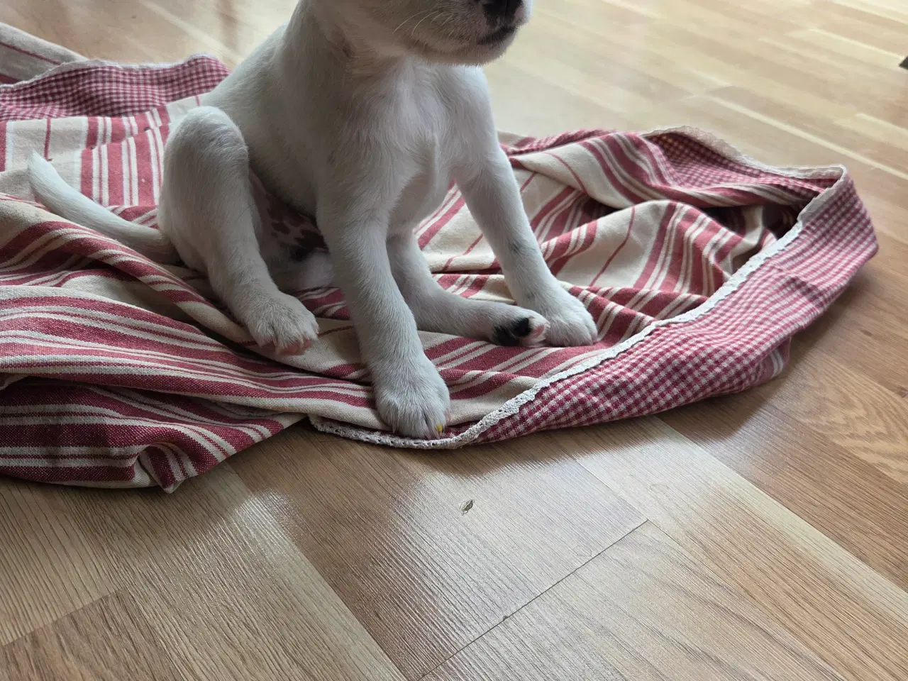 Billede 3 - Jack russell terrier hvalpe