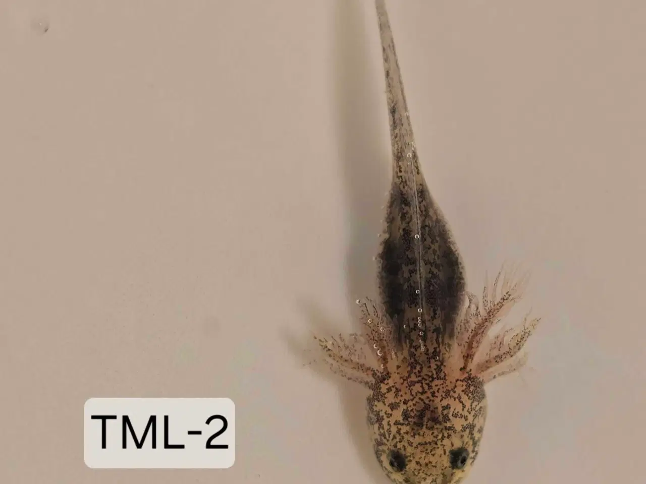 Billede 4 - Sjældene Axolotl unger m. Stamtavle 