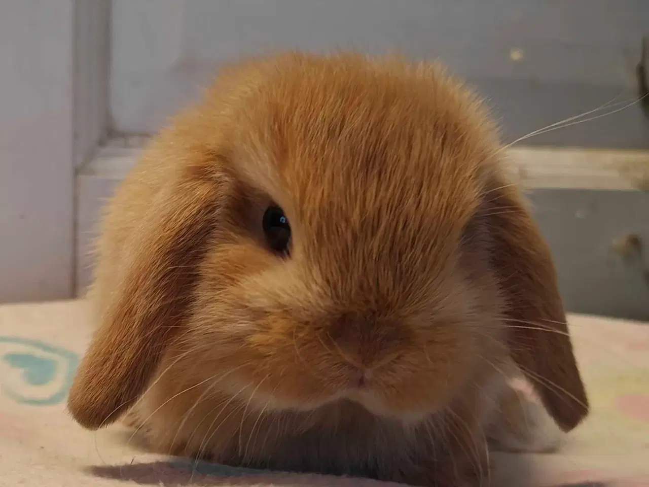 Billede 13 - Minilop