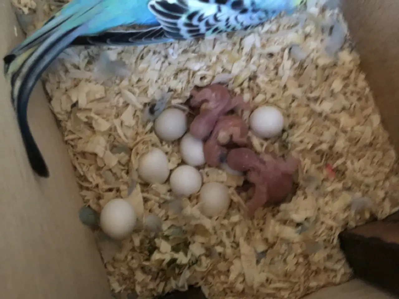 Billede 2 - Blå Undulater