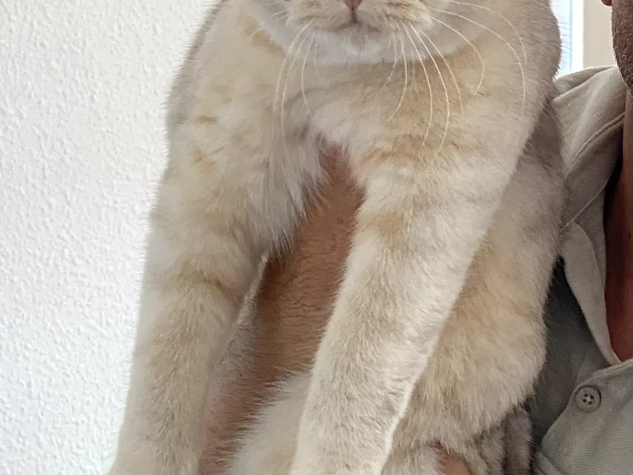 Billede 3 - british shorthair 