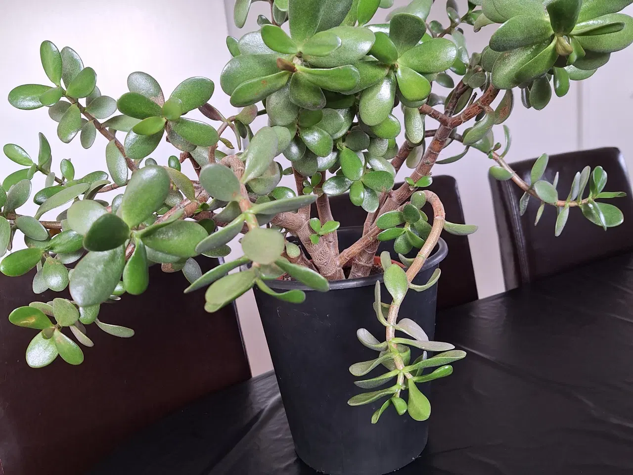 Billede 1 - Stueplante