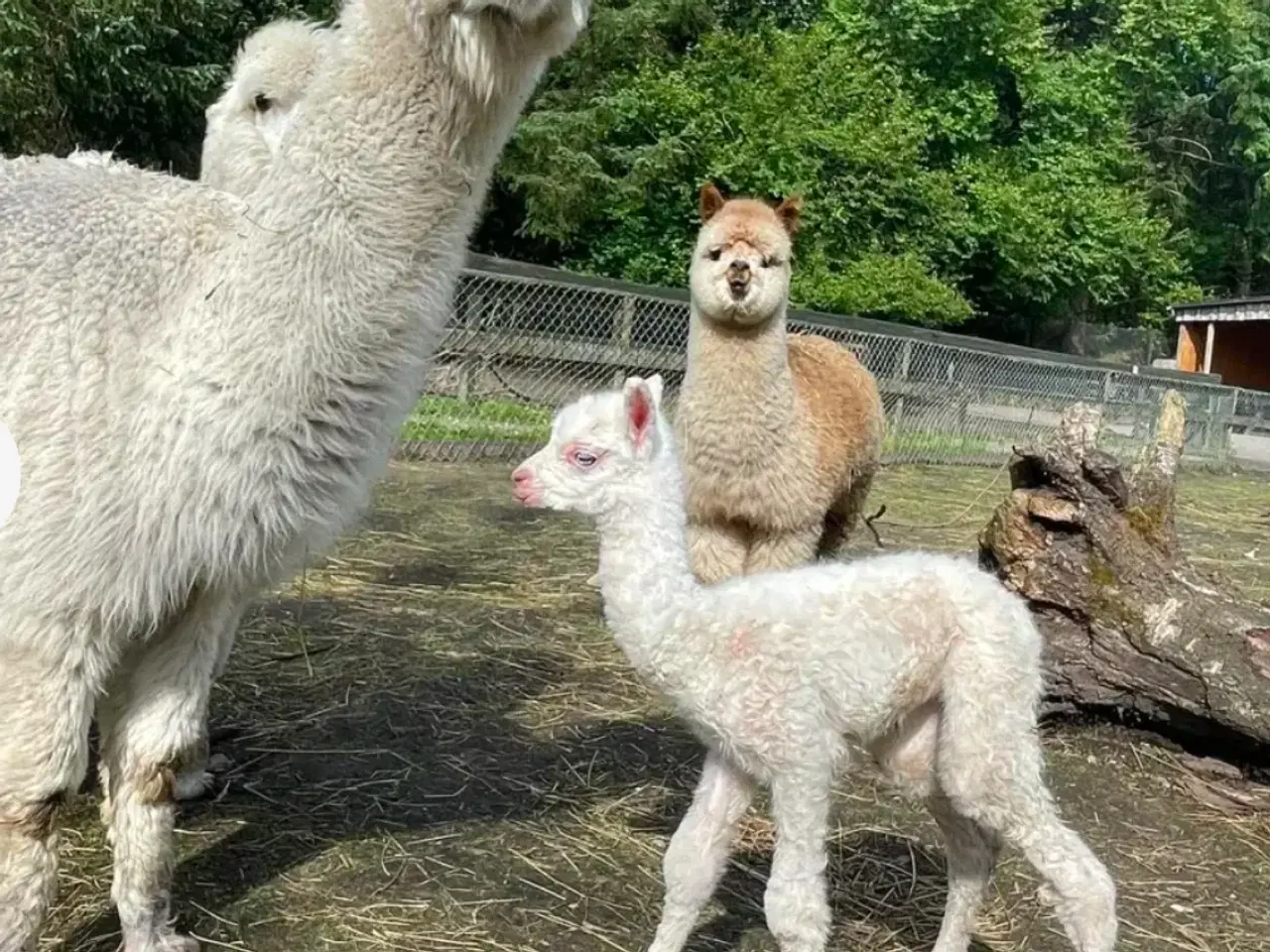 Billede 5 - Alpaca hingst