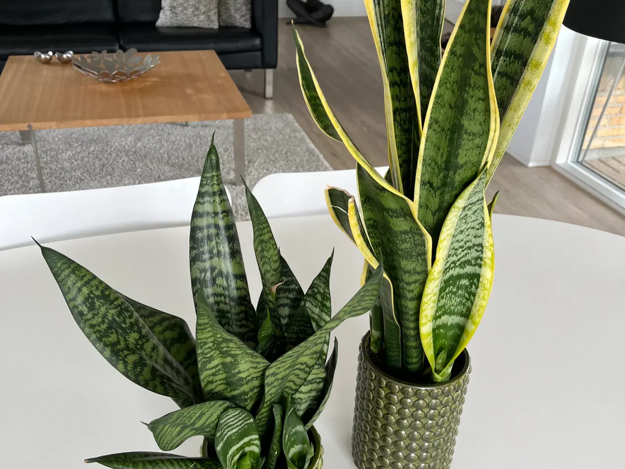 Billede 1 - Stueplanter i flotte skjulere