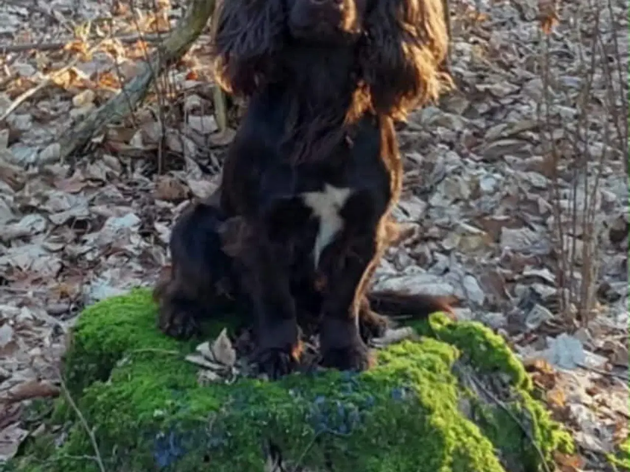 Billede 7 - Ft Cocker Spaniel 