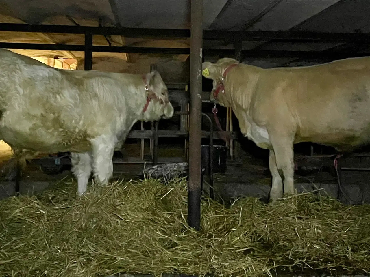 Billede 2 - Pollede Charolais kvie og tyr sælges 