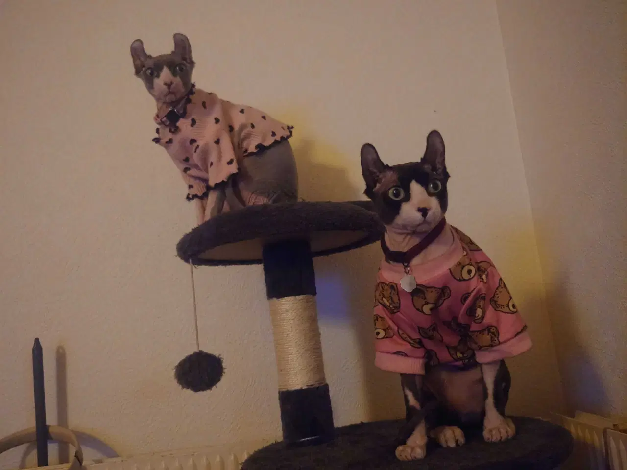 Billede 3 - Sphynx katte til salg