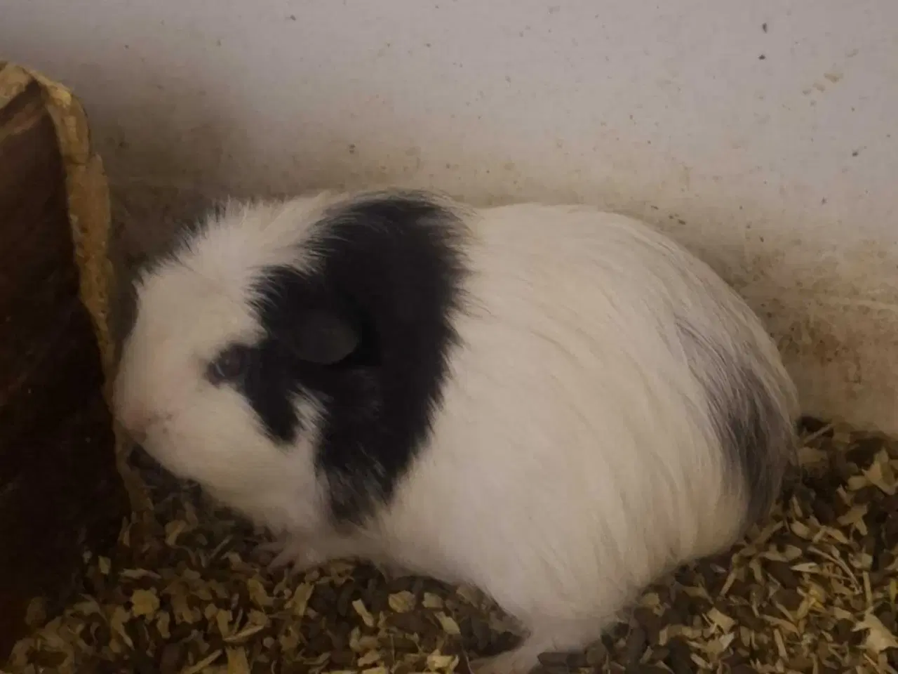 Billede 3 - 2 voksne hun marsvin 