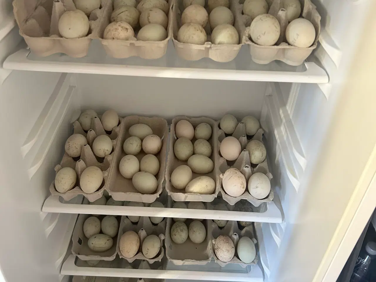 Billede 4 - Rugeæg fra løbeænder