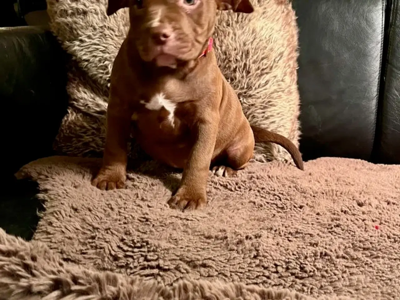 Billede 10 - Old english bulldog