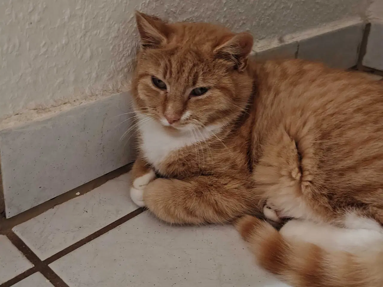 Billede 6 - Maine Coon blandinger. En han og en hun tilbage ✨