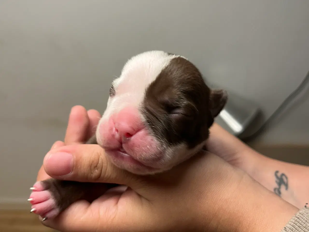 Billede 5 - Old English Bulldog