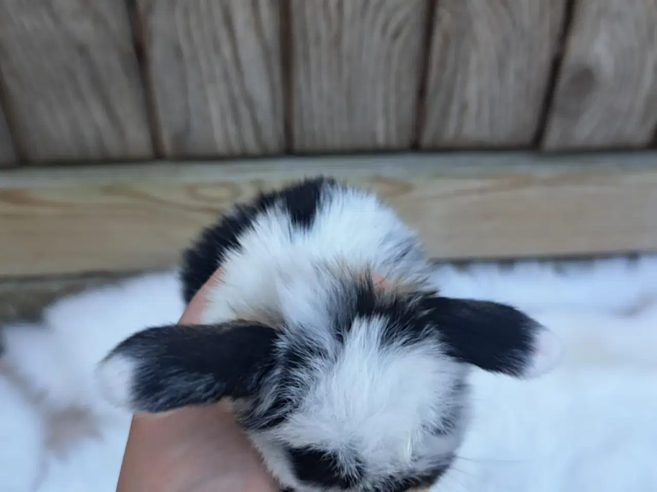 Billede 3 - Minilop, 0 år