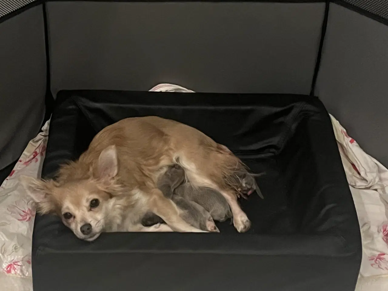 Billede 8 - Kærlighed og Charme: Skønne Pomchi-Hvalpe