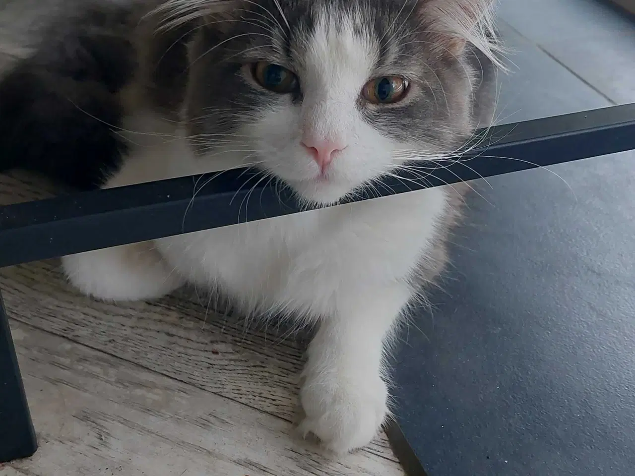 Billede 2 - Hej jeg hedder lusifer 