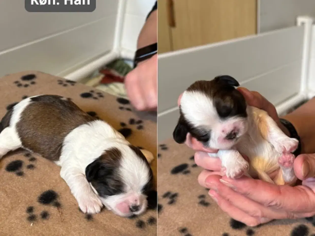 Billede 2 - Skønneste blandingshvalpe af Shih Tzu og Lhasa Aps