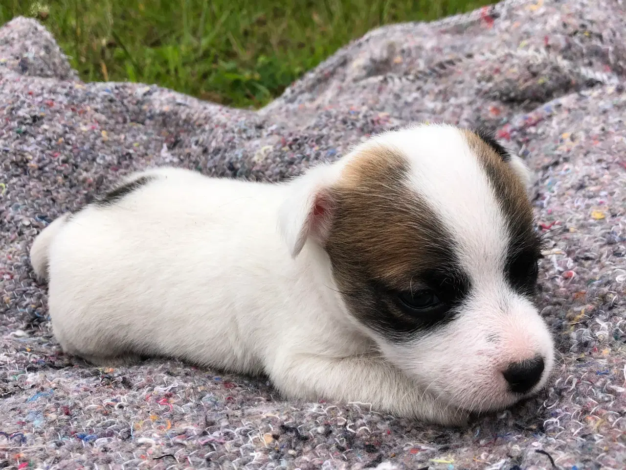 Billede 5 - Jack Russell terrier 