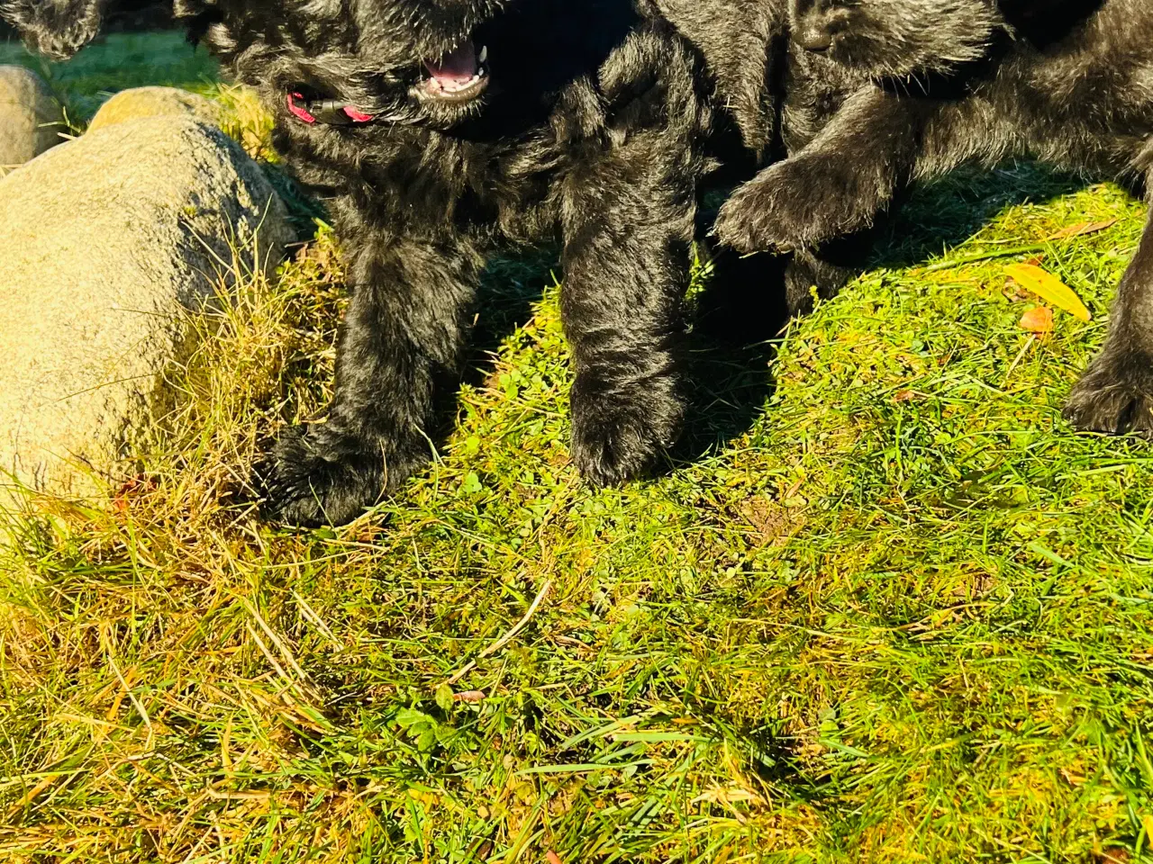 Billede 3 - Labradoodle-blandinger. 2 tæver tilbage ❤️🩷