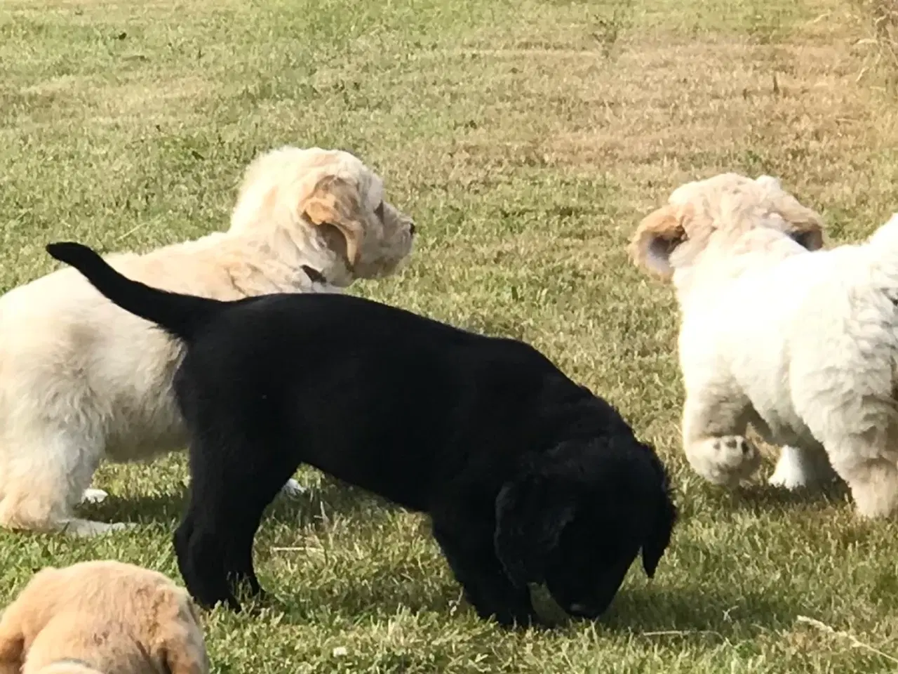 Billede 5 - Labradoodle  hvalpe en skøn familie hund.
