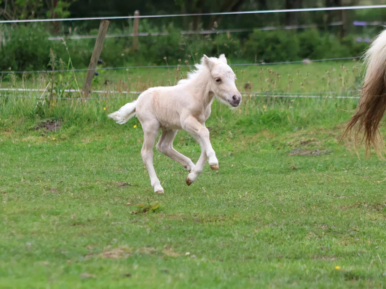 Billede 4 - mini palomino hingsteføl, rødt pas 