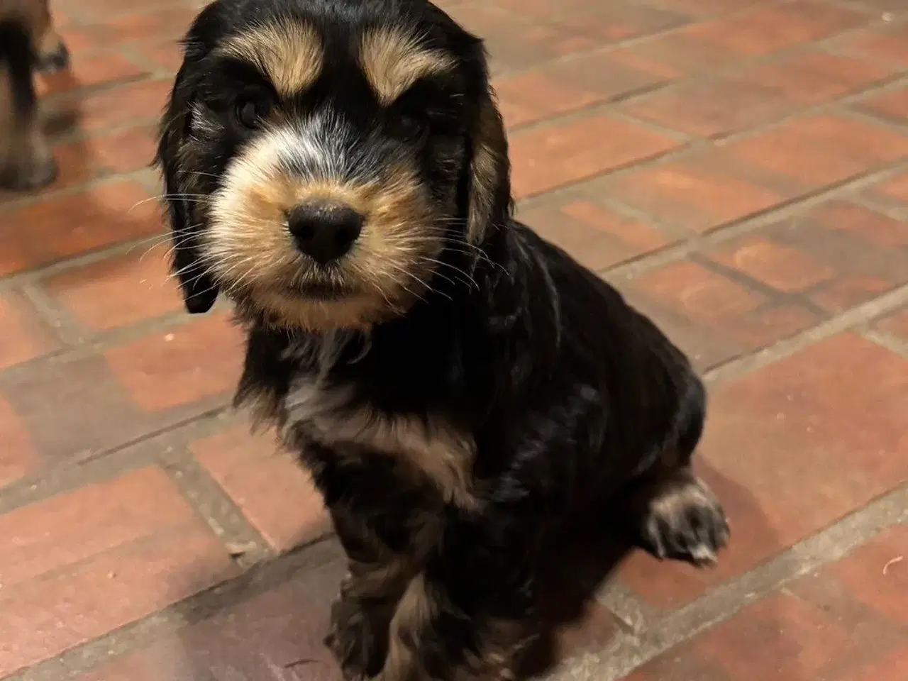 Billede 9 - Cocker spaniel - Blandings hvalpe 