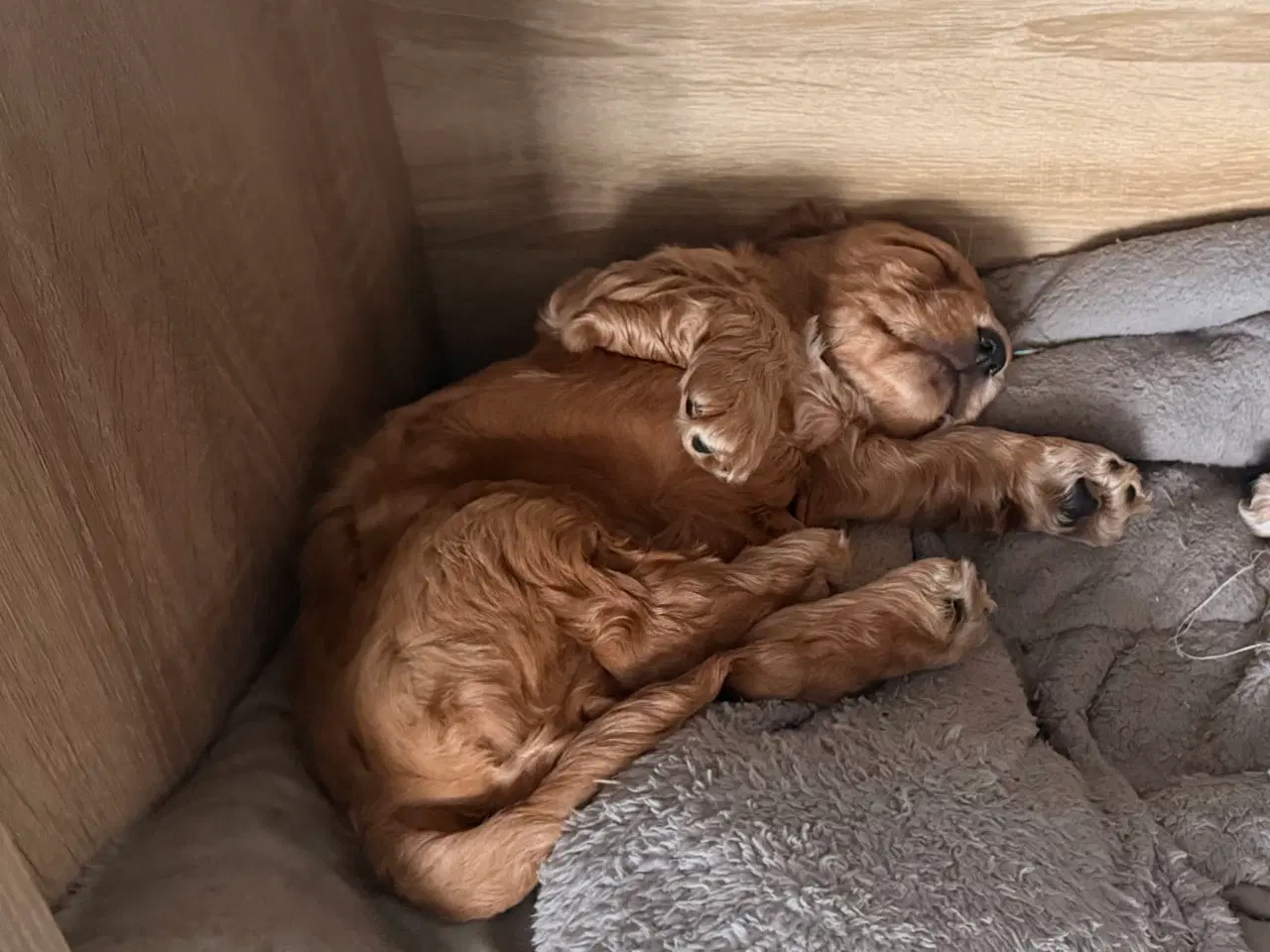 Billede 9 - Engelsk cockerspaniel 