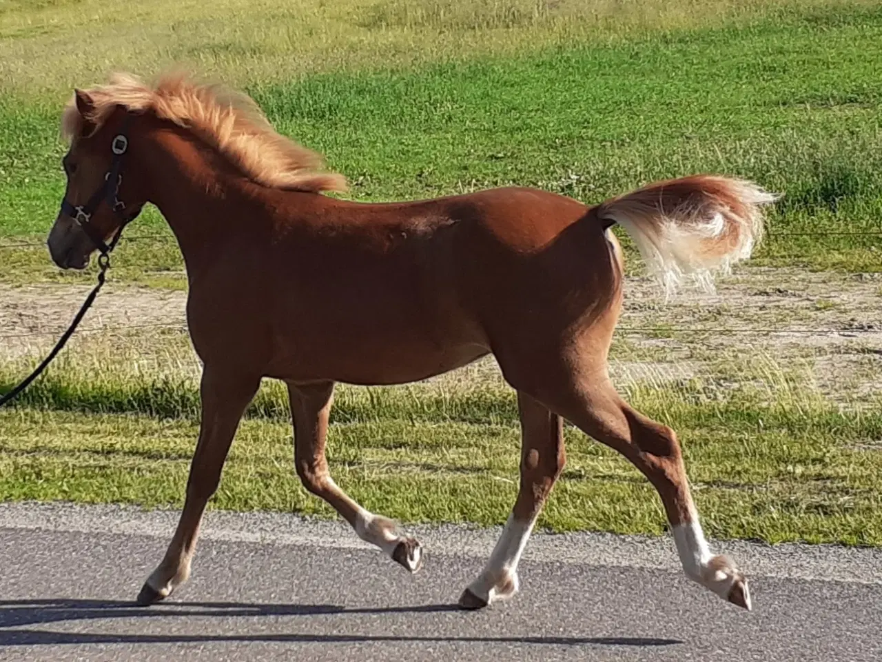 Billede 2 - Pony ,Pinto /araber hingst plag 