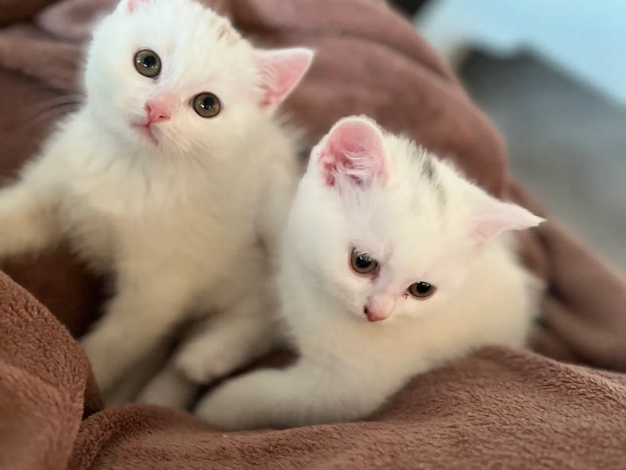 Billede 12 - British /scottish fold
