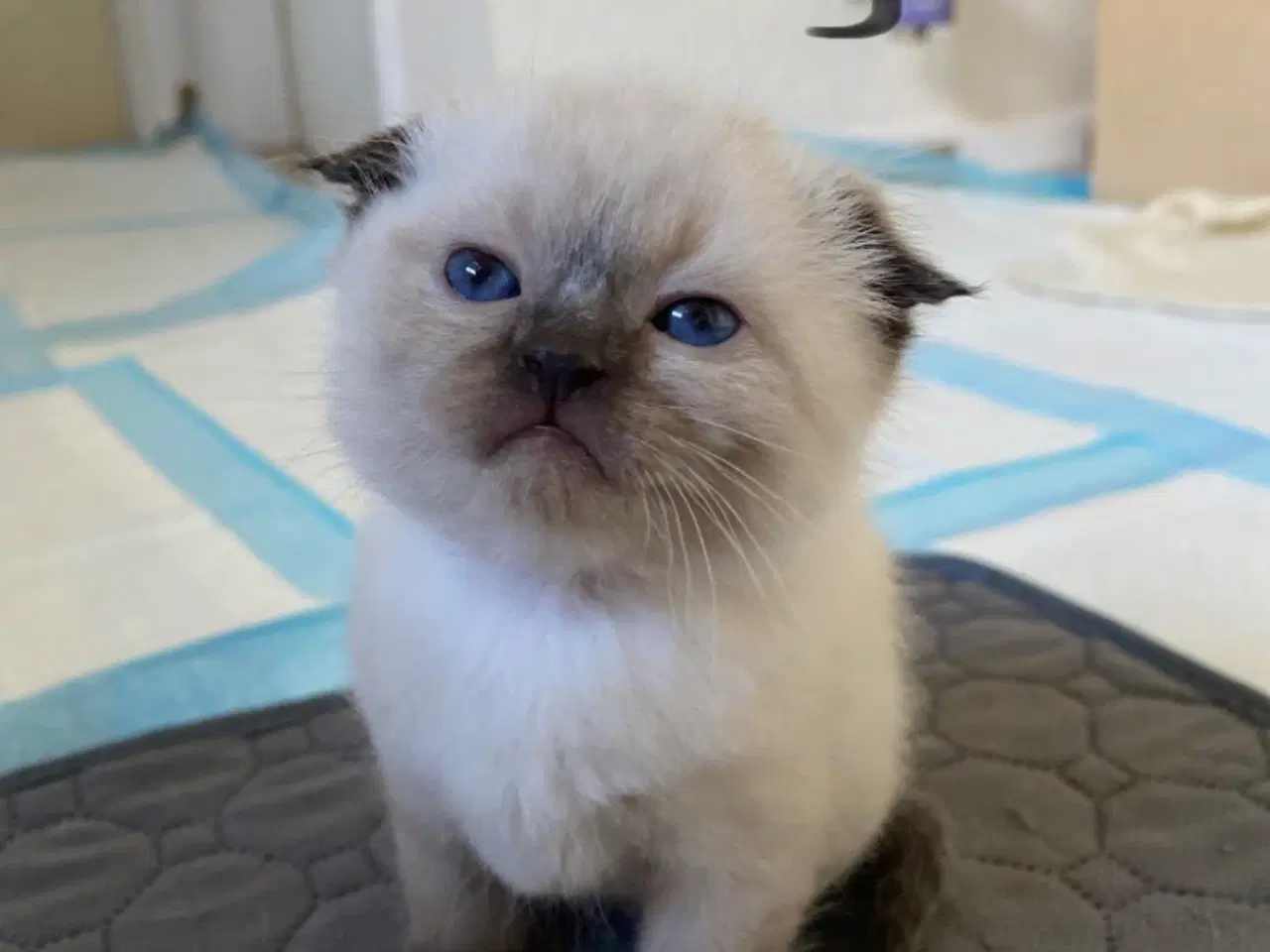 Billede 3 - Smukke og kærlige killinger-scottish fold blanding