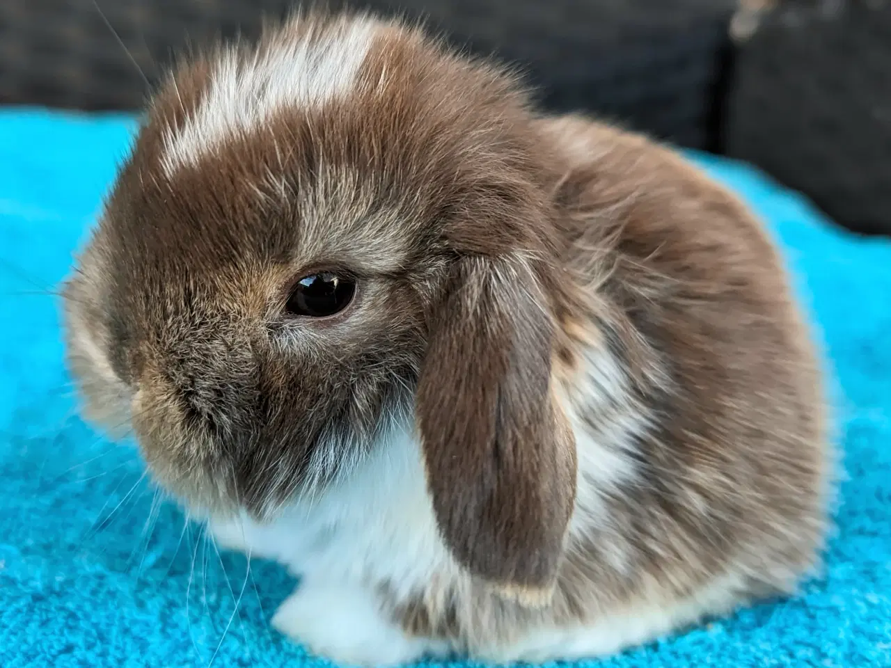 Billede 1 - Minilop kaninunge sælges