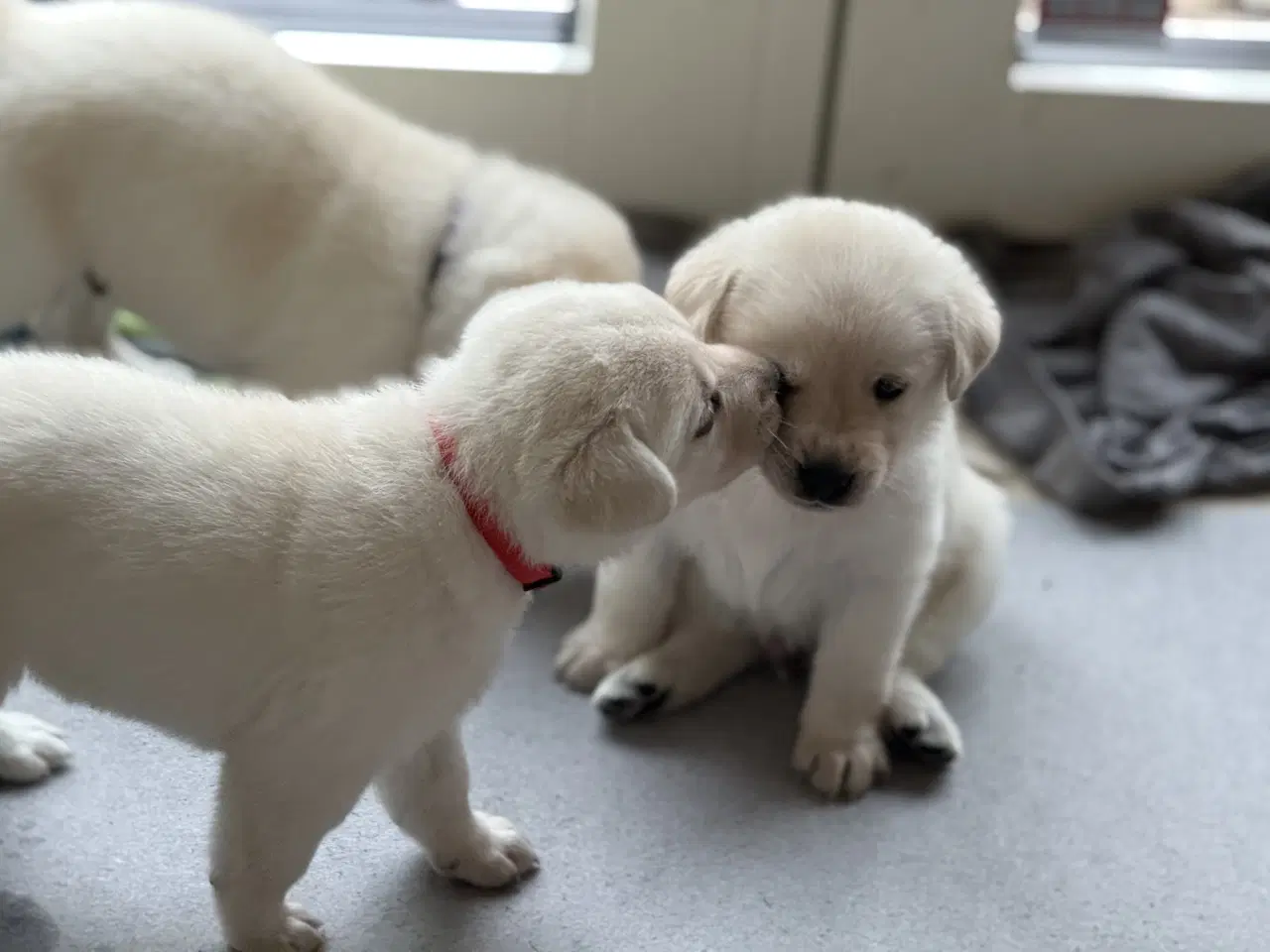 Billede 1 - Blød julegave så se her kan leveres