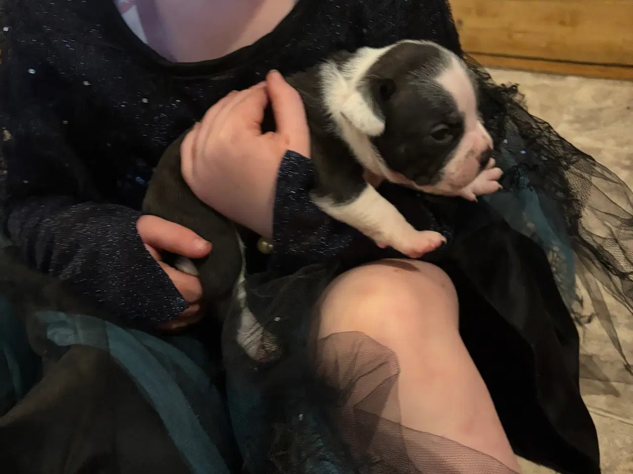 Billede 6 - Hundehvalpe staff og fransk