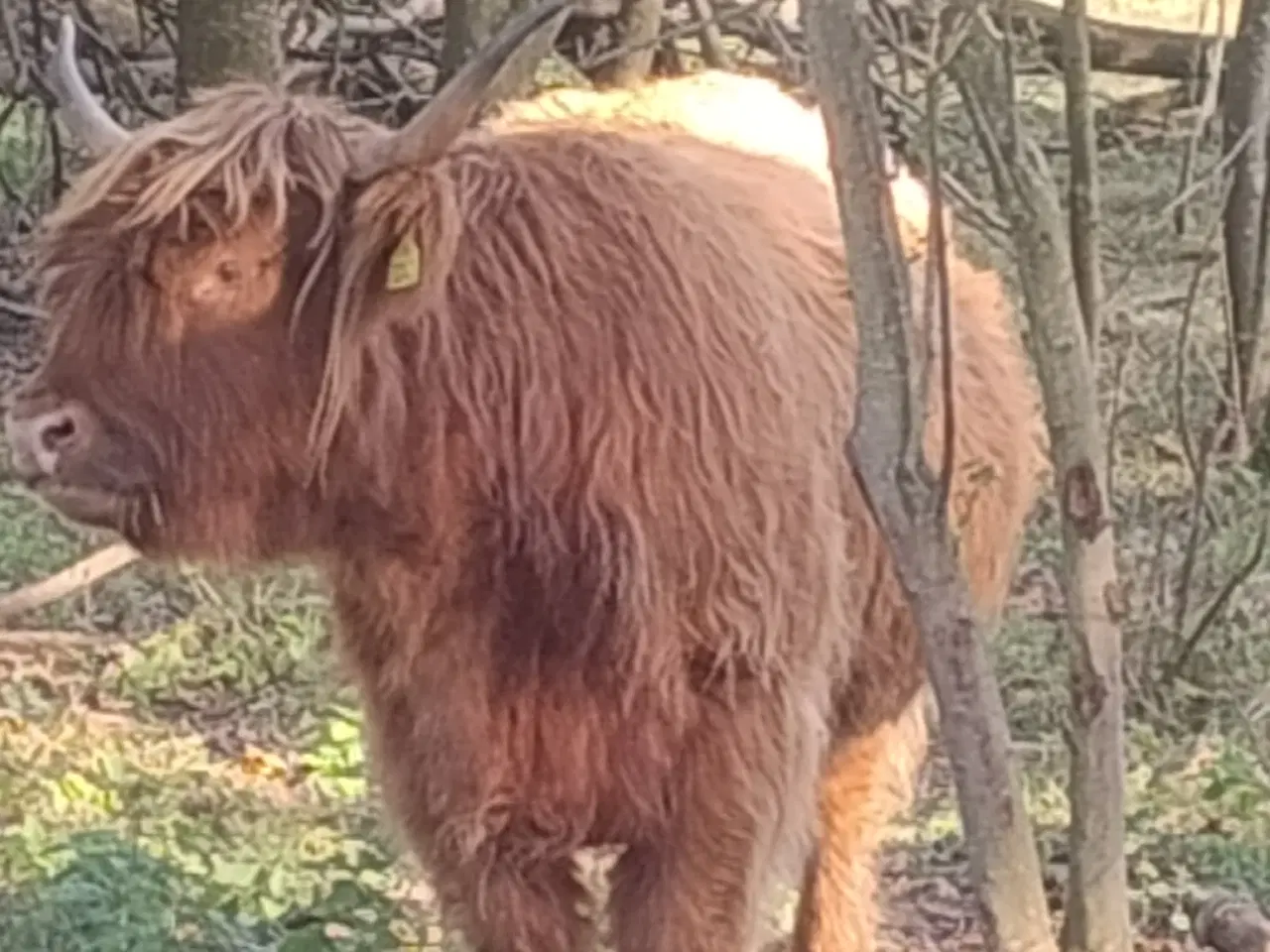 Billede 6 - Skottekvie sælges