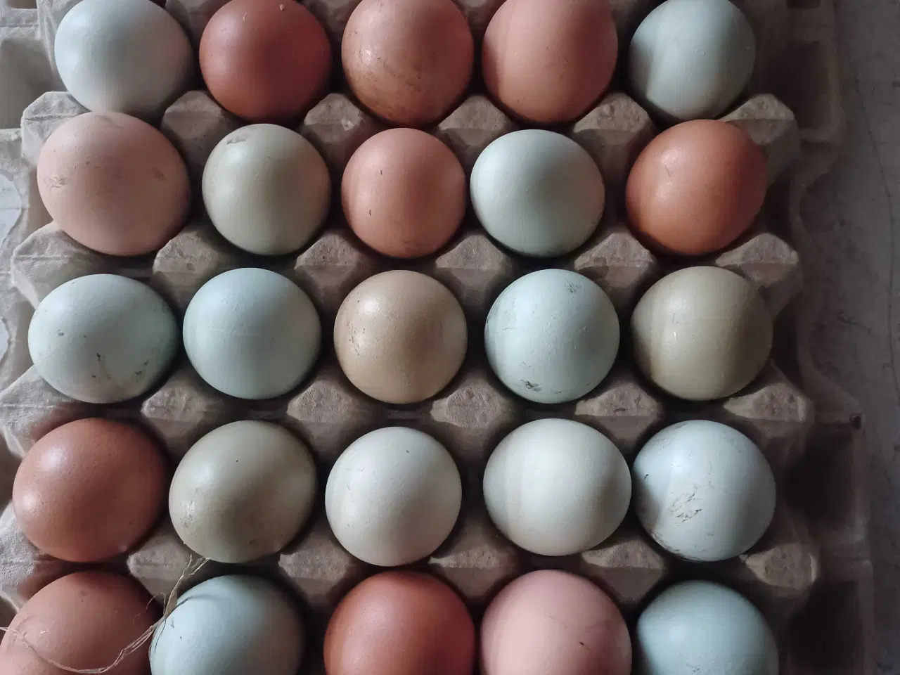 Billede 2 - Dag gamle kyllinger