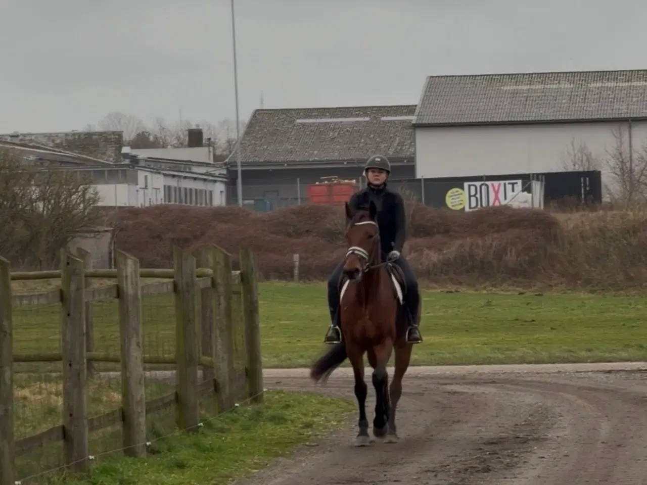 Billede 2 - Redet trav vallak