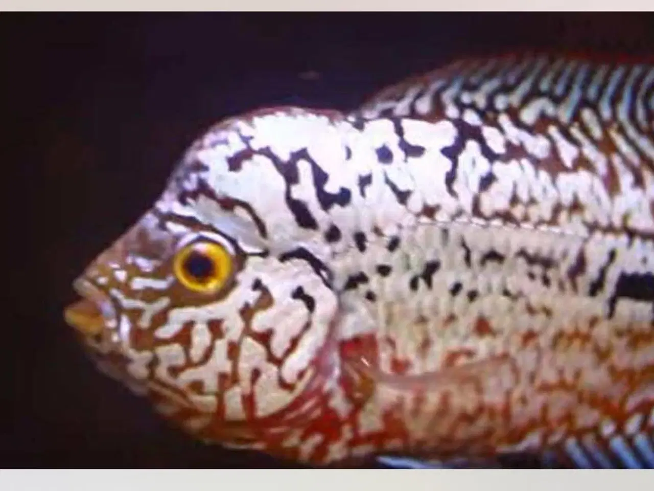 Billede 3 - Flowerhorn 