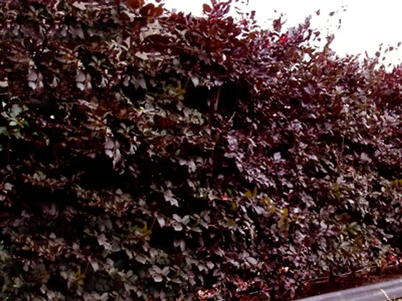 Billede 3 - TRÆER - RØDBØG ALLETRÆER