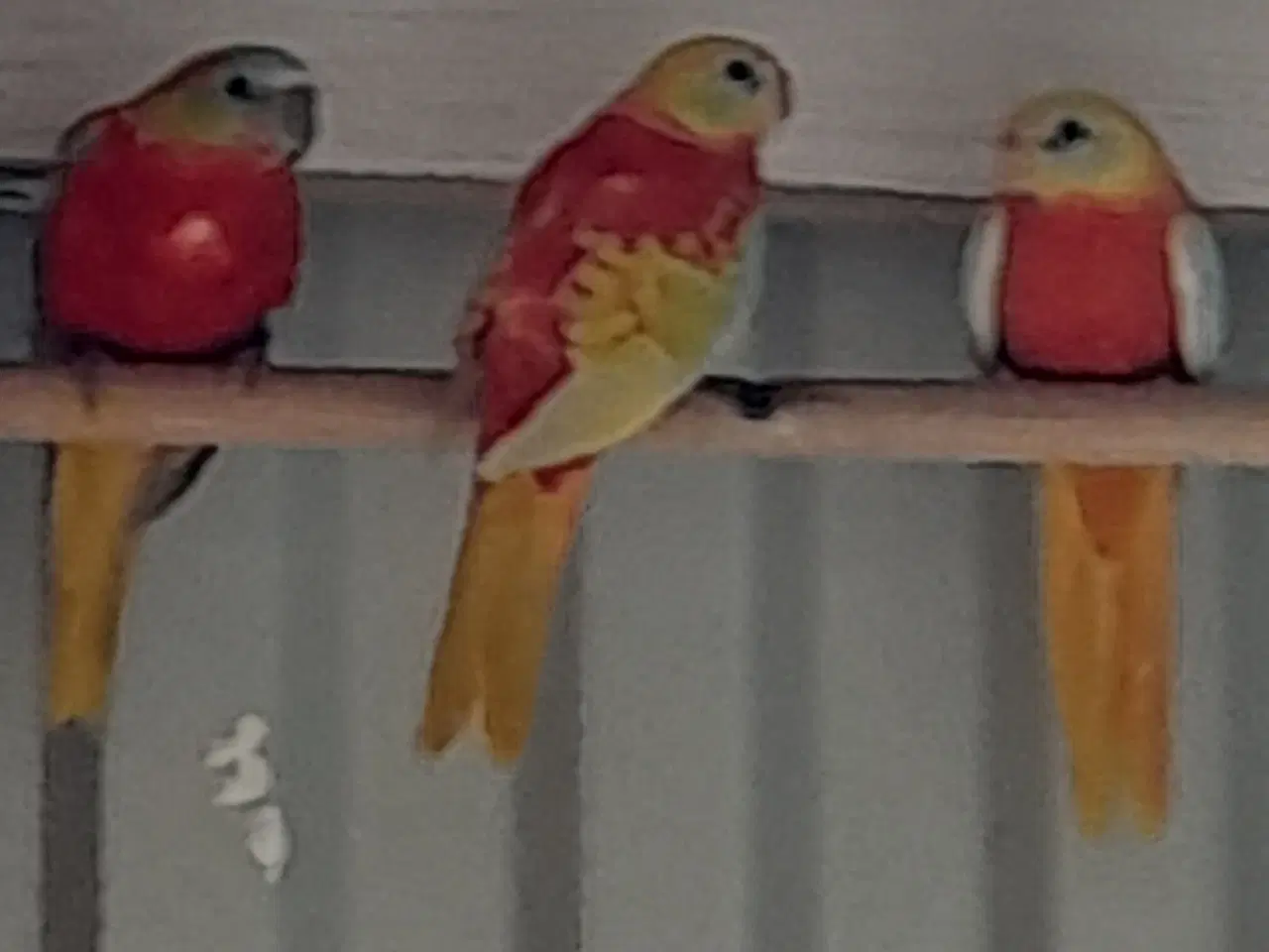 Billede 2 - Græsparakitter