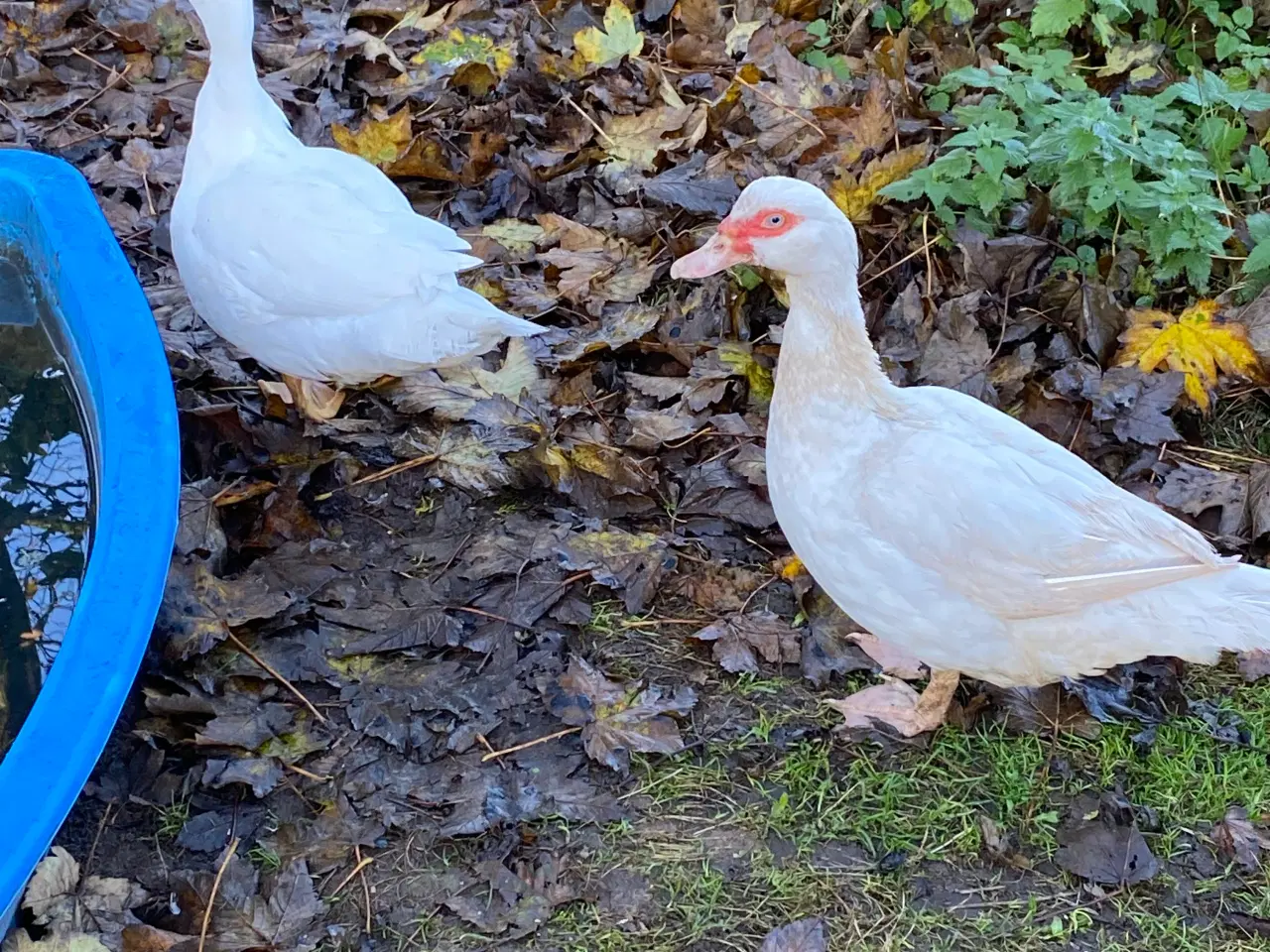 Billede 1 - Ophør af moskusænder