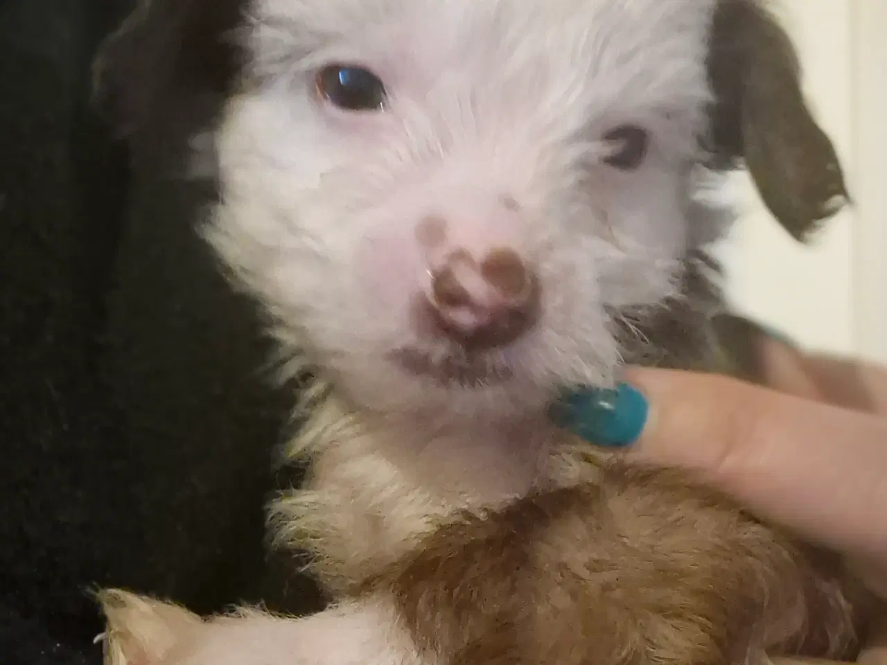 Billede 2 - Chinese crested
