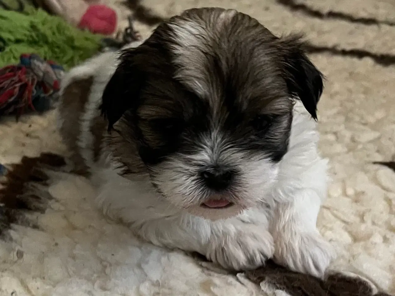 Billede 1 - Shih tzu / Malteser hvalpe