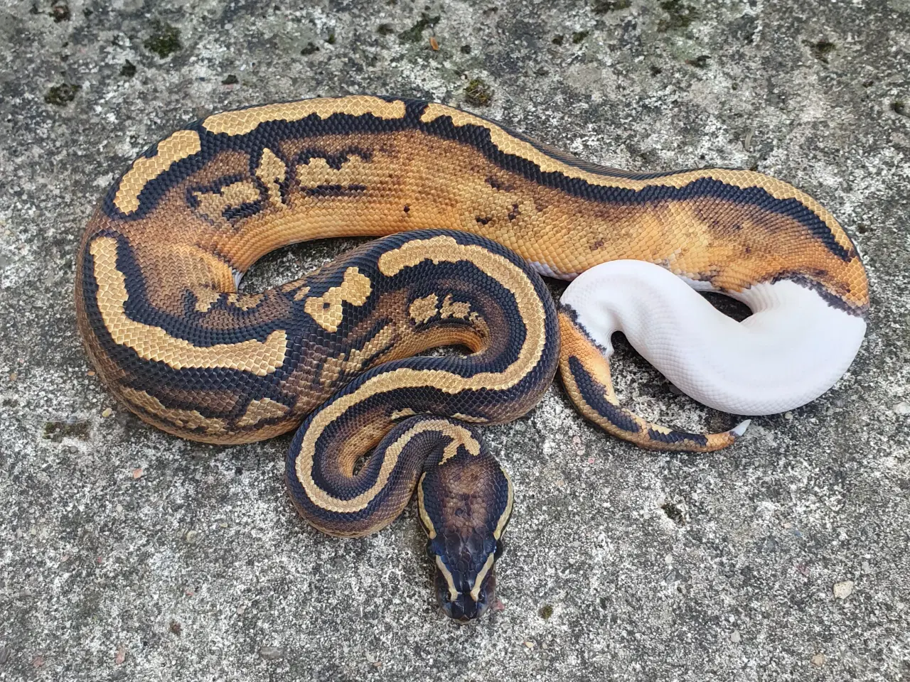 Billede 2 - Kongepython morfer 2024/25