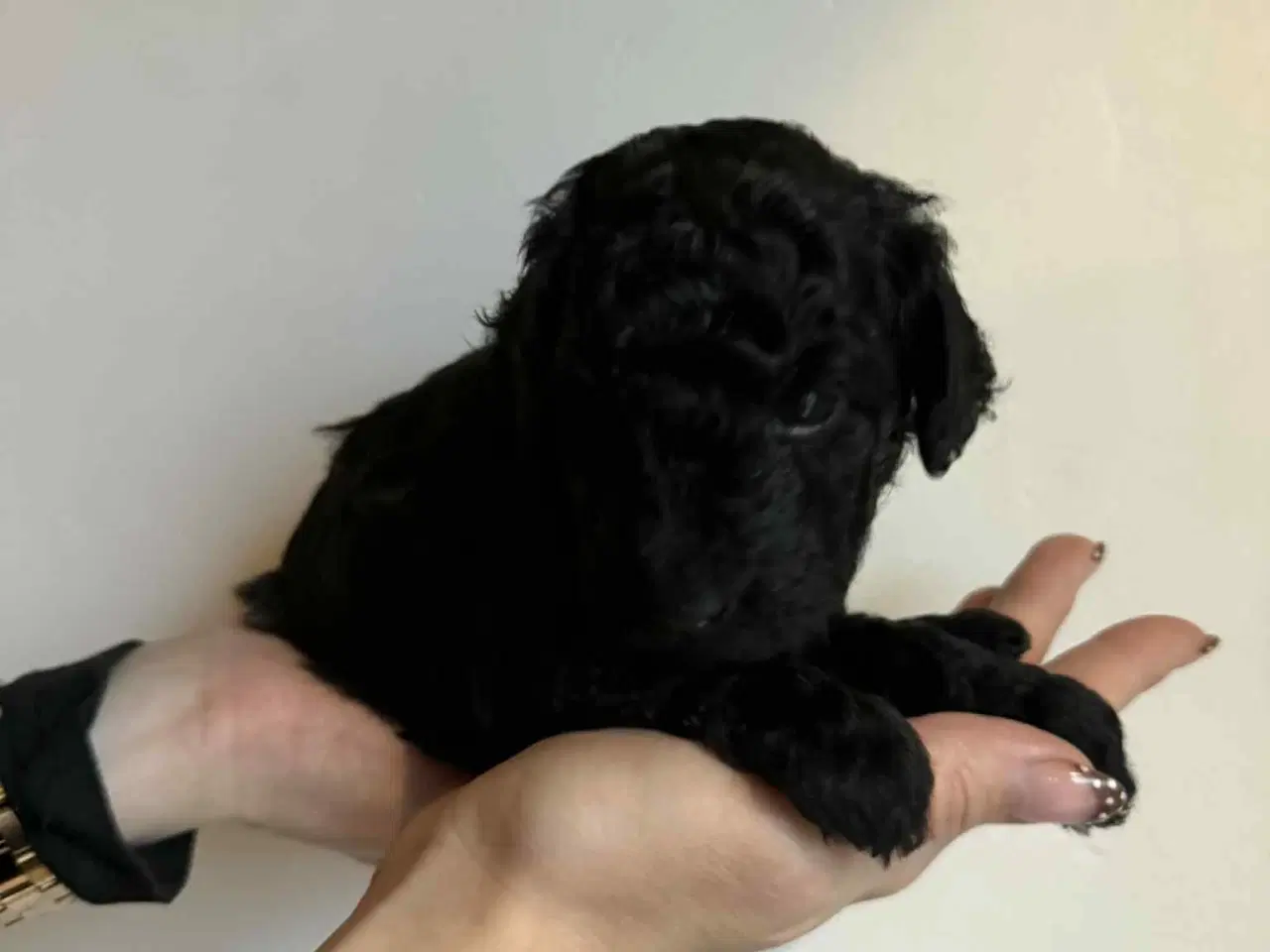 Billede 10 - Mellem puddel hvalpe