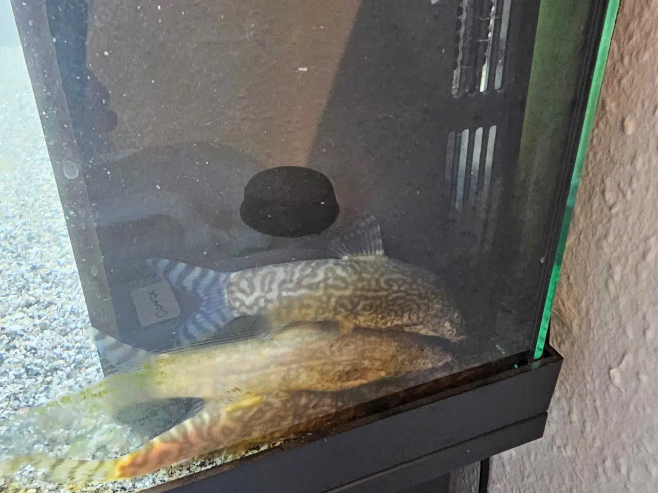 Billede 7 - Div. selskabsfisk søger ny balje