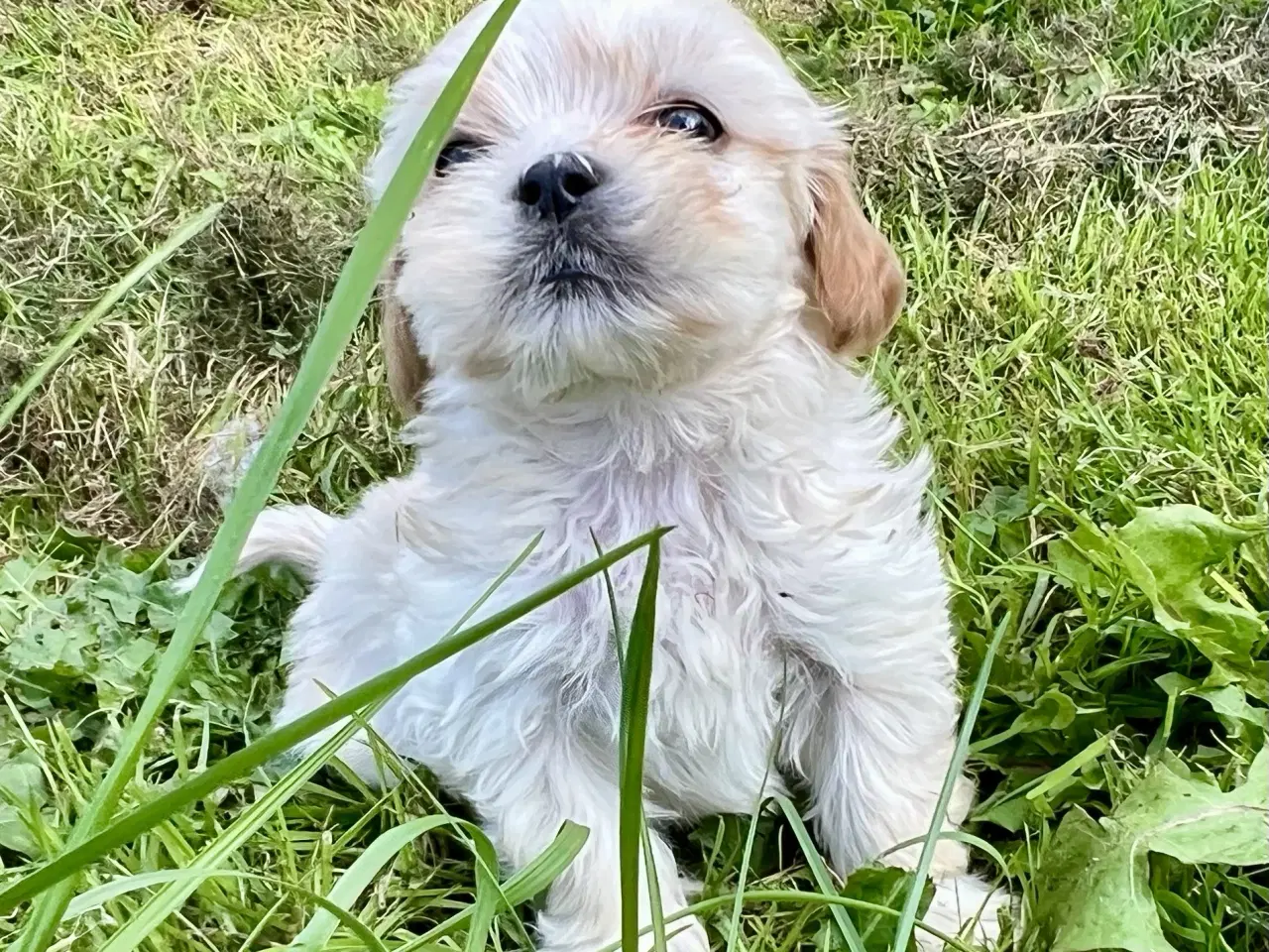 Billede 4 - Blandingshvalpe Bichon Havanais / Bolognese