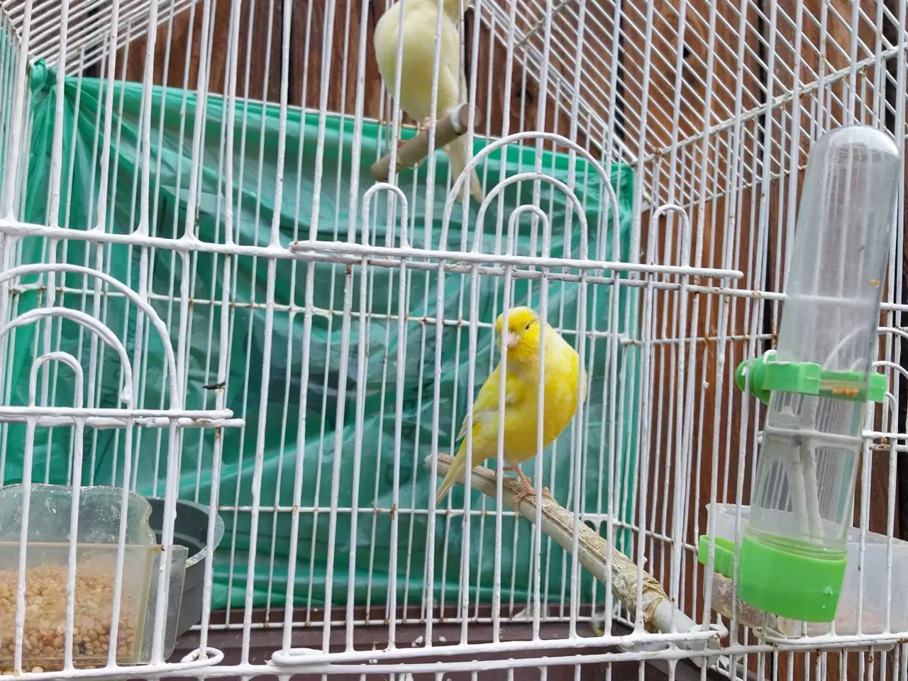 Billede 9 - 2 stk kanariefugle
