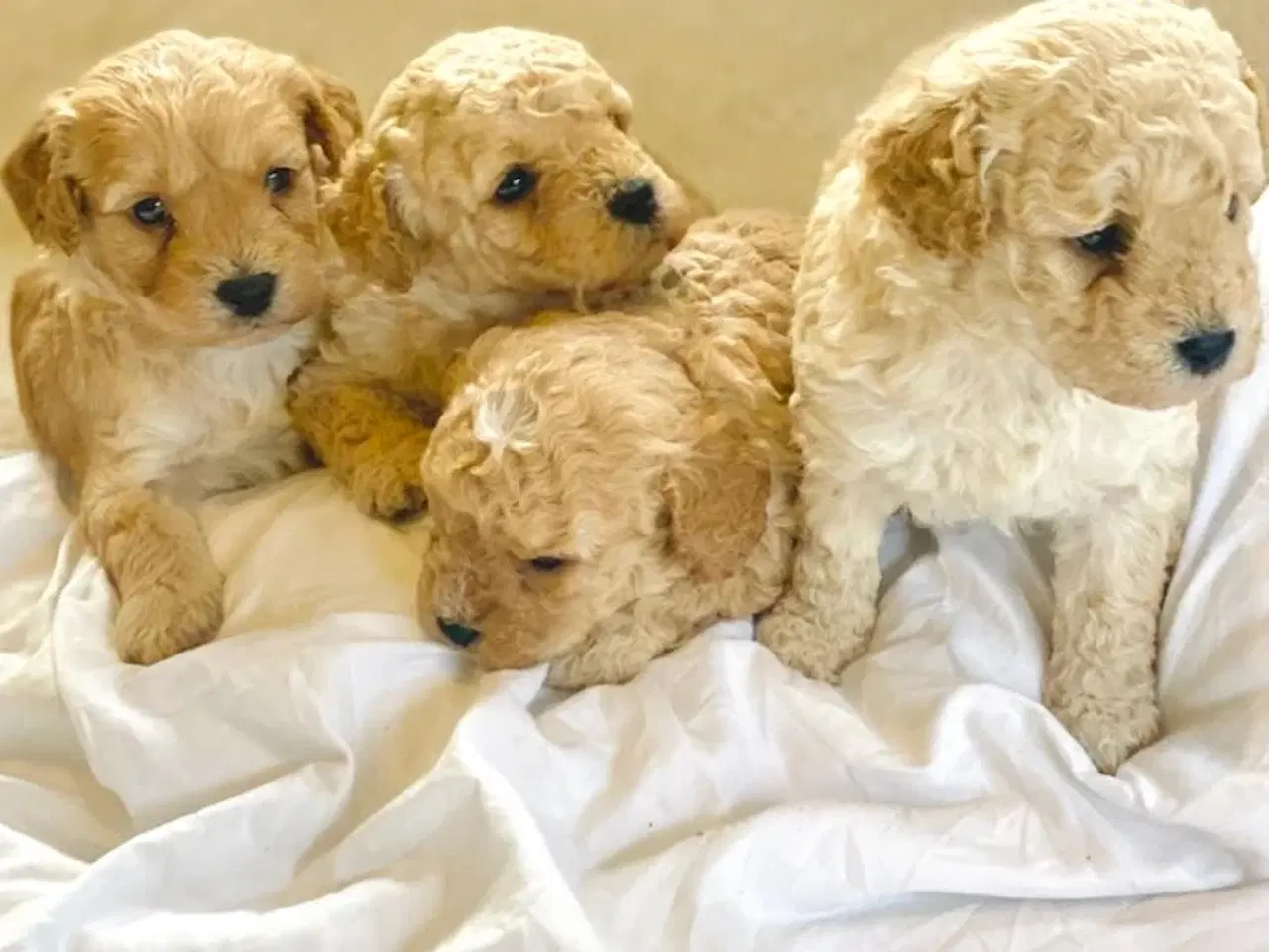 Billede 2 - Cavapoo hvalpe 