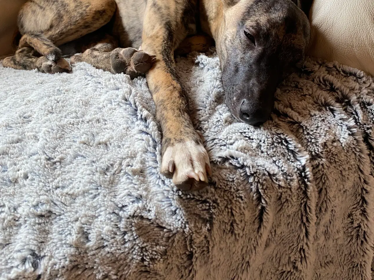 Billede 7 - Whippet søger hjem