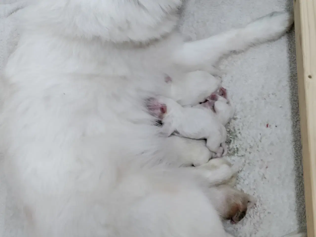 Billede 1 - Dansk Spids Hvalpe med DKK stamtavle sælges